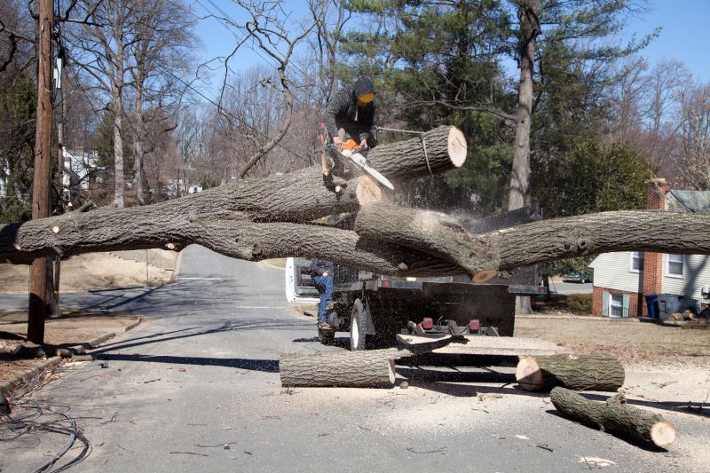 Fallen Tree on Residential Property