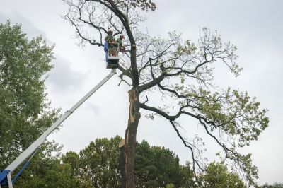 Tree Removal in Commercial Area
