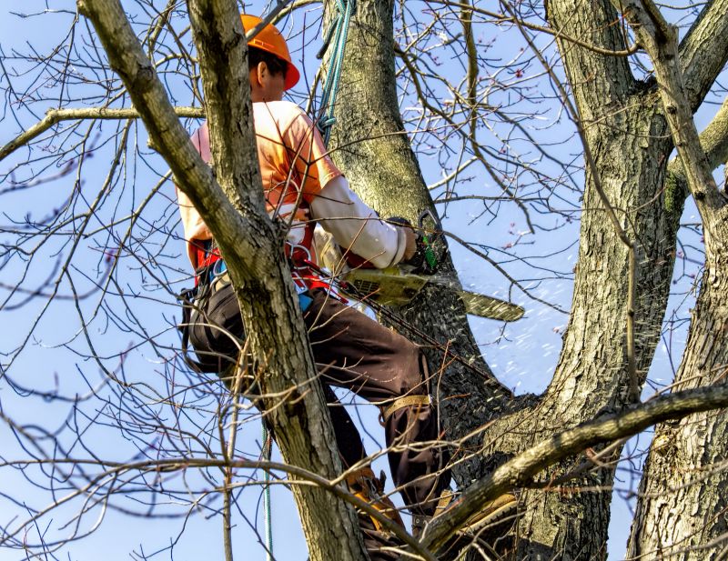 Tree Maintenance Service detail