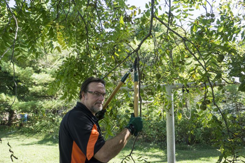 Orchard Tree Pruning