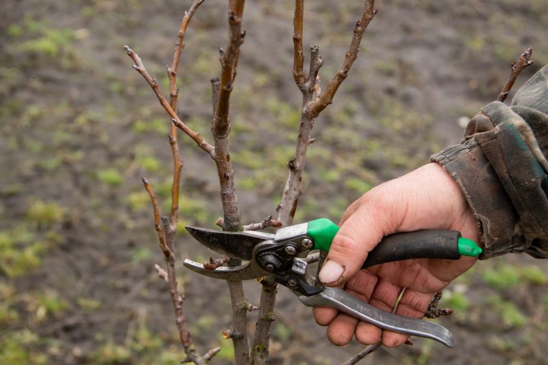Pear Tree Pruning