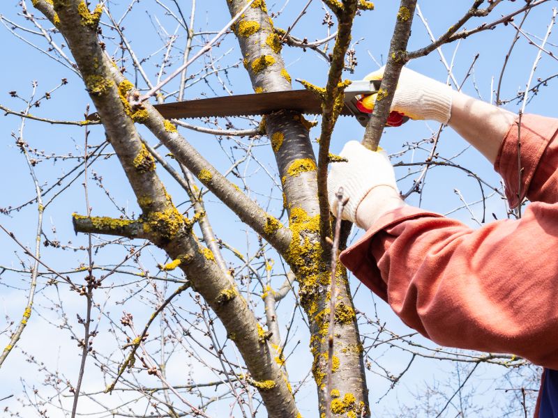 Tree Health Maintenance