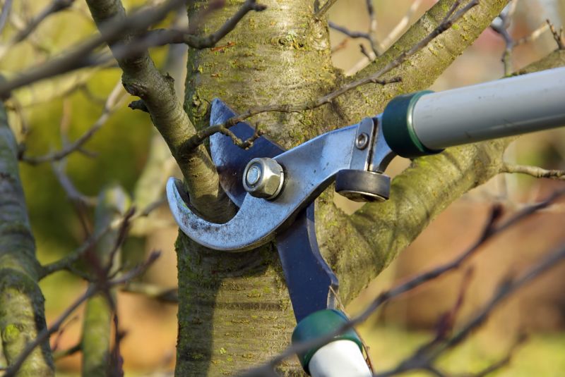 Dormant Season Pruning