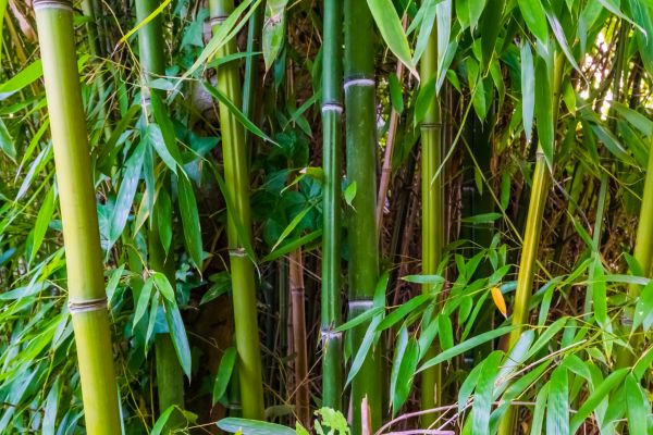 Bamboo Trimming in Clearfield