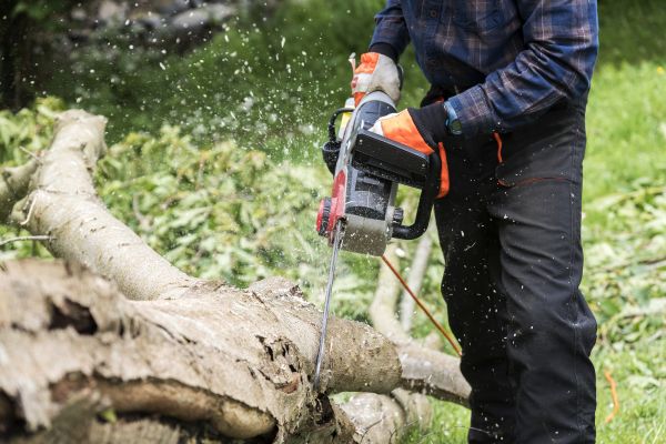 Branch Removal Service in Clearfield