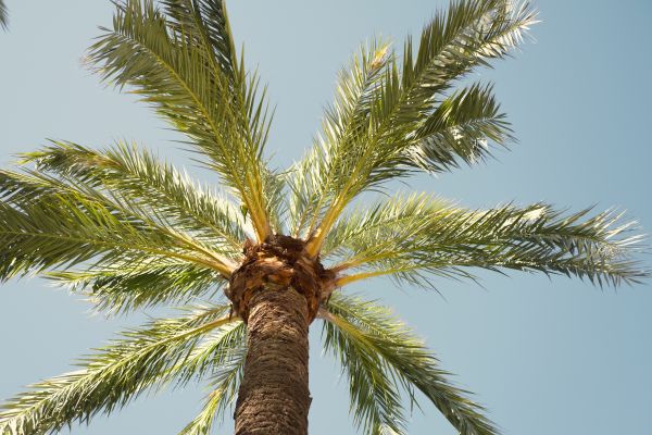 Palm Tree Pruning in Clearfield