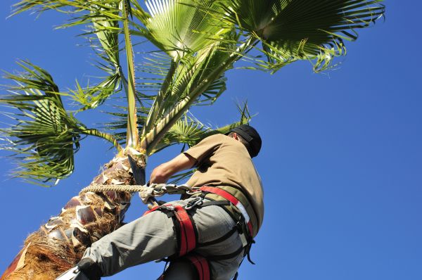 Palm Tree Trimming in Clearfield