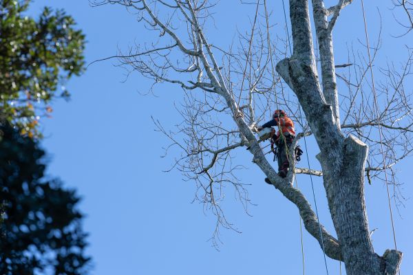 Tree Topping Service in Clearfield