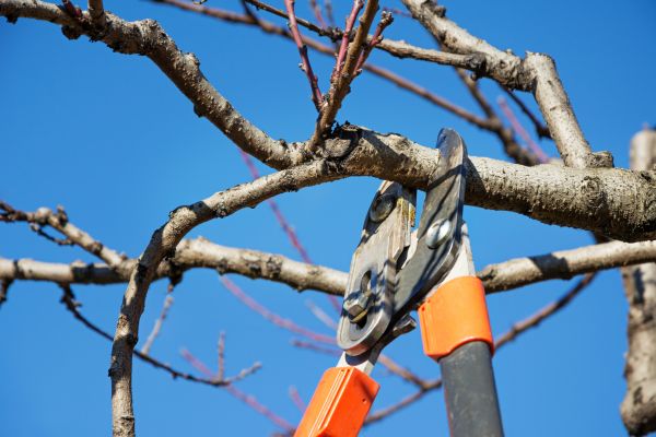 Tree Shearing in Clearfield