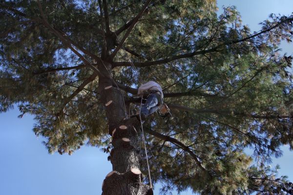 Trimming Service in Clearfield