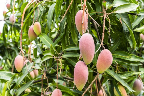 Mango Tree Trimming in Clearfield