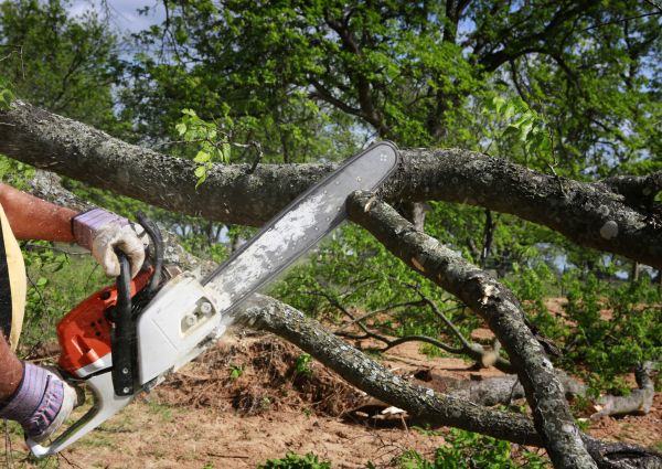 Tree Branch Cutting in Clearfield