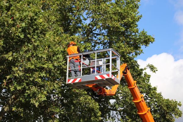 Cost of Commercial Tree Service in Clearfield