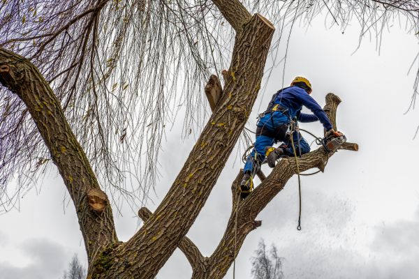 Tree Maintenance Service in Clearfield