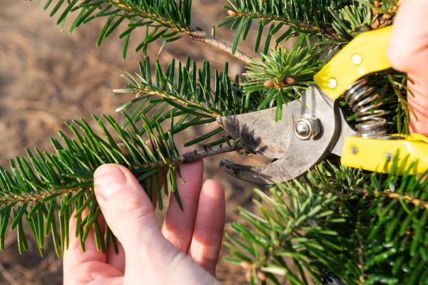 Pine Tree Pruning in Clearfield