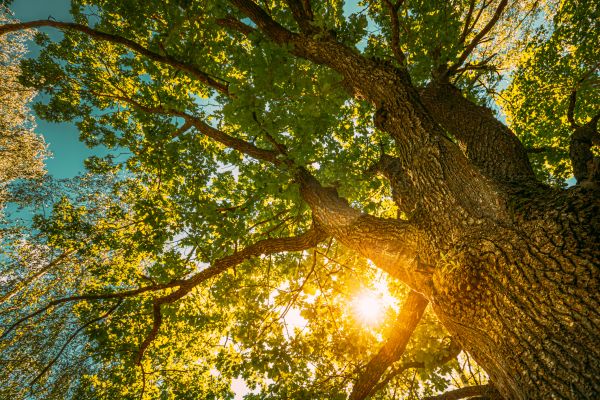 Oak Tree Pruning in Clearfield