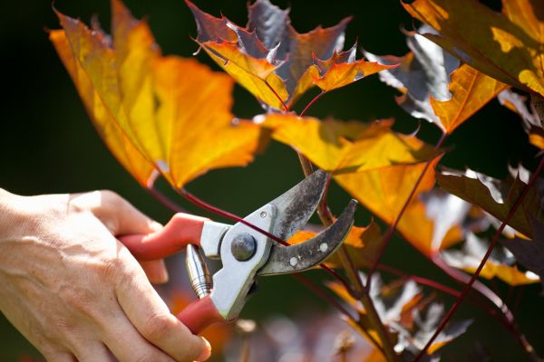 Maple Tree Pruning in Clearfield