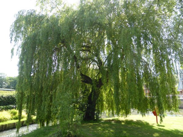 Willow Tree Trimming in Clearfield