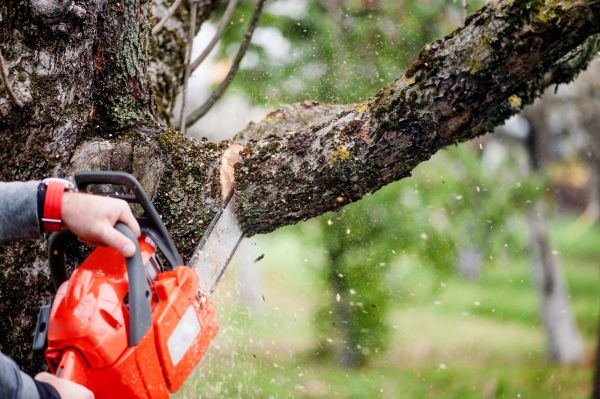 Tree Limbs Removal in Clearfield