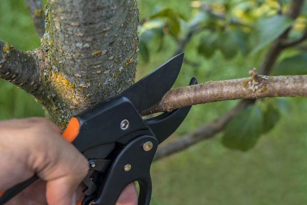 Tree Limb Cutting in Clearfield