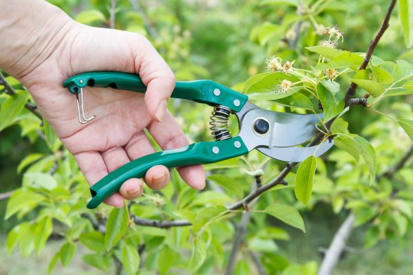 Pear Tree Pruning in Clearfield