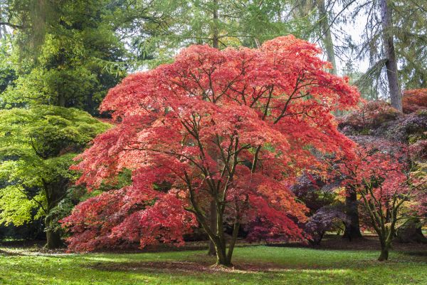 Japanese Maple Pruning in Clearfield