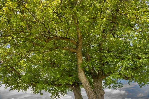Walnut Tree Trimming in Clearfield