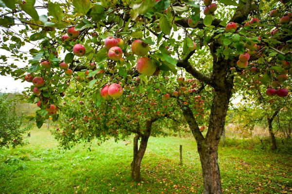 Apple Tree Pruning in Clearfield