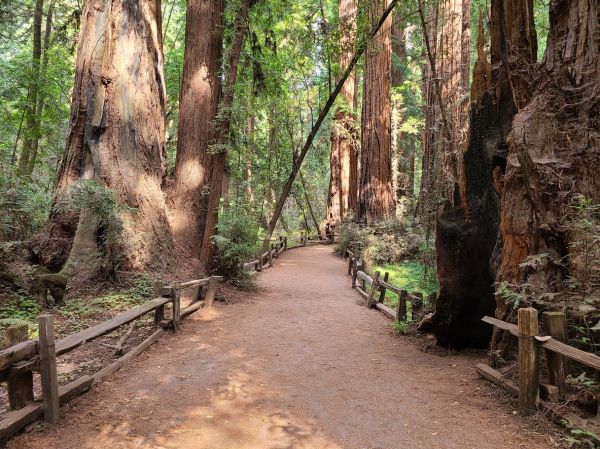 Redwood Tree Pruning in Clearfield