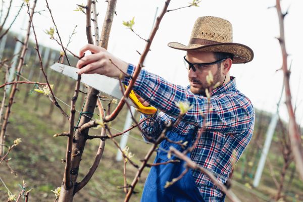 Orchard Tree Pruning in Clearfield