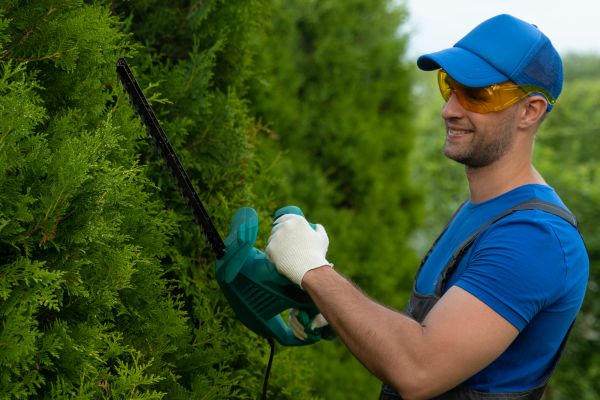 Tree Shaping Service in Clearfield