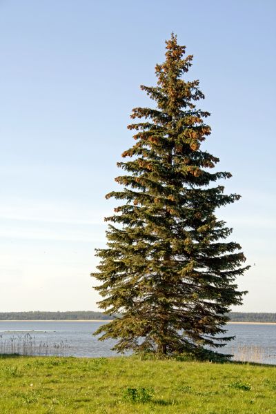 Spruce Tree Pruning in Clearfield