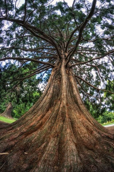 Cedar Tree Pruning in Clearfield