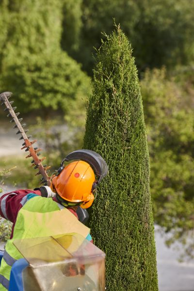Cypress Tree Trimming in Clearfield