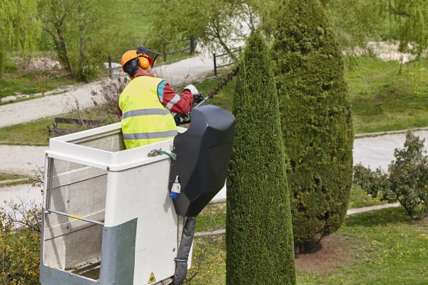 Cypress Tree Pruning in Clearfield