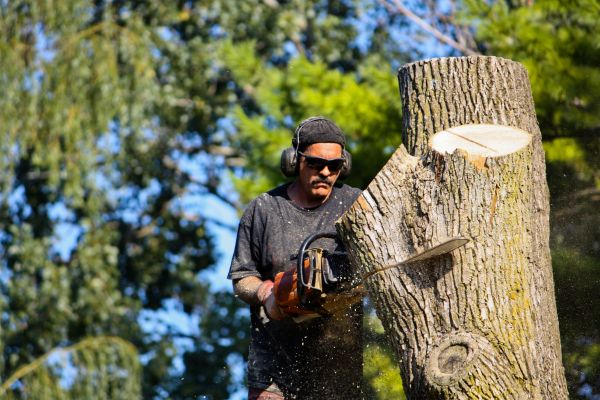 Ash Tree Pruning in Clearfield