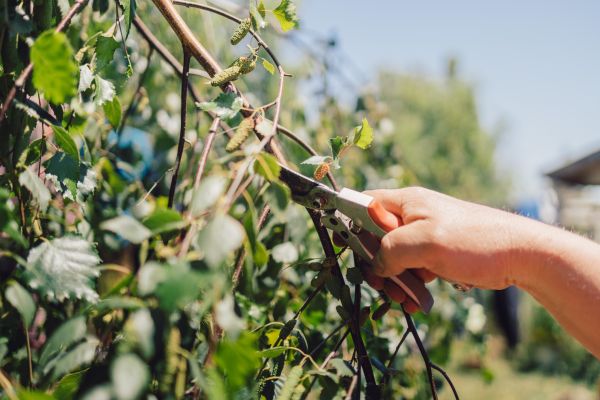 Birch Tree Pruning in Clearfield