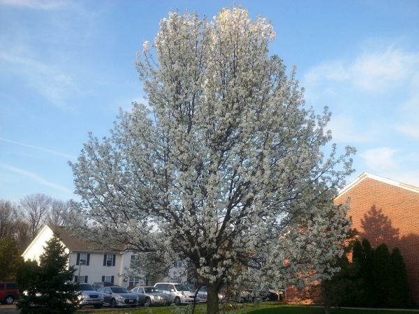 Bradford Pear Tree Pruning in Clearfield