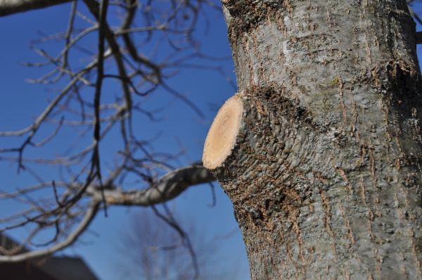 Limb Pruning in Clearfield