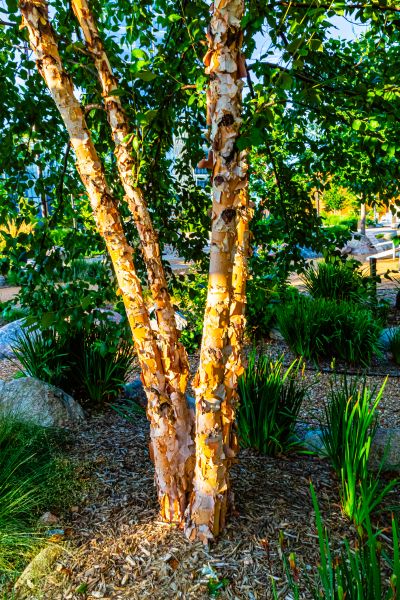 River Birch Trimming in Clearfield