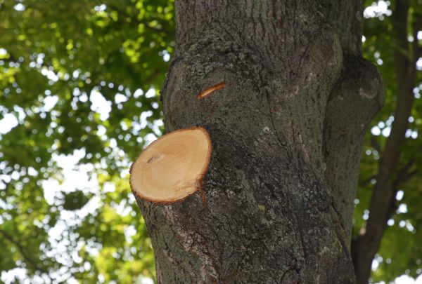 Limb Cutting in Clearfield