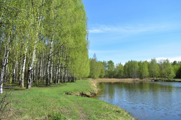 River Birch Pruning in Clearfield