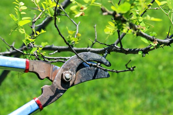Branches Pruning in Clearfield