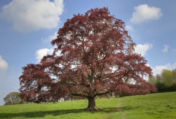 Beech Tree Pruning in Clearfield