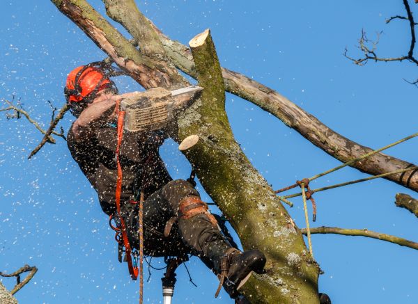 Tree Trimming Service in Clearfield