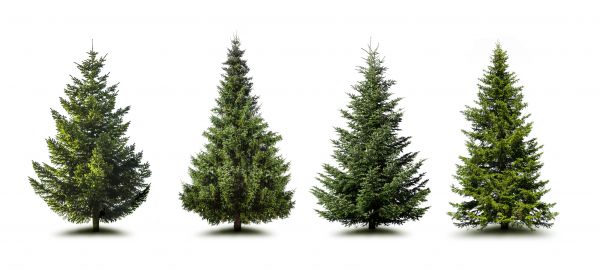 Cost of Pine Tree Trimming in Clearfield