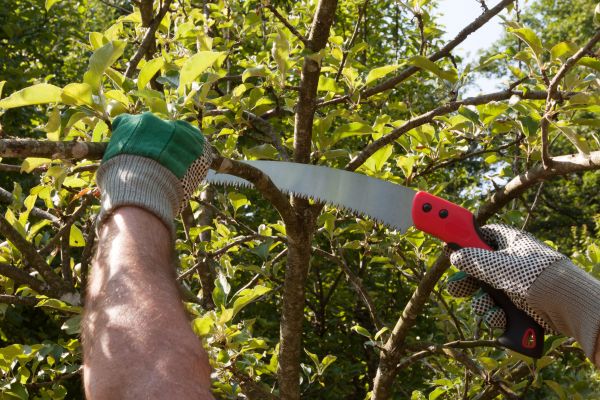 Apple Tree Trimming in Clearfield